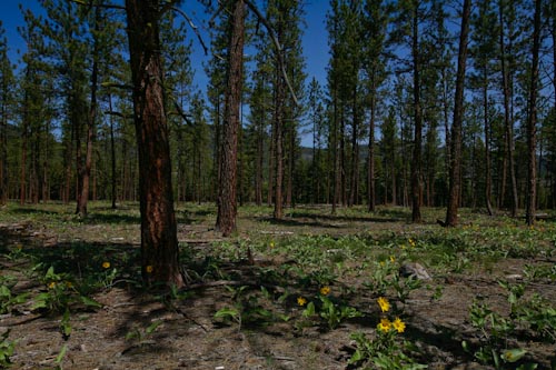 Towering pines on Plains, Montana ranch